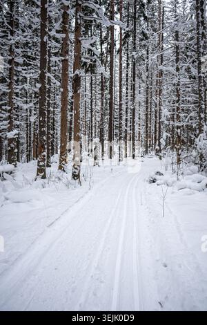 Ski trail through spruce forest covered in snow in northern Europe. Snowy pathway trek surrounded by trees. Winter path in woodlands after heavy snowf Stock Photo