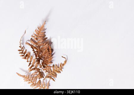 Autumn simple abstract background with dry brown fern leaf in sun beam with shadow on white wood board, top view, border. Stock Photo