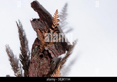 Pieces of old brown pine bark, dry leaf fern, moss, stems grass on white wooden board with shadow, top view, simple organic back Stock Photo