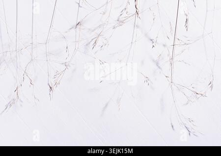 Elegant fracile dry fluffy grass straw on white wood board, top view,  pattern. Stock Photo