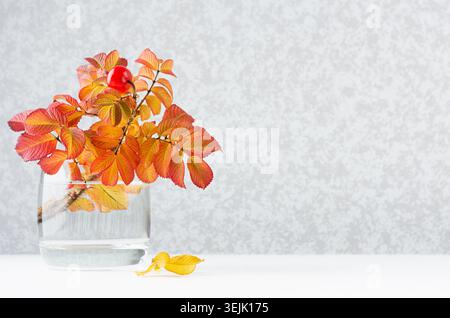 Autumn bright yellow and red leaves bouquet of rose hip in glass vase on white wood table, copy space. Stock Photo