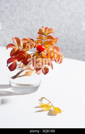 Autumn colorful rosehip leaves with red berry in glass vase in sunbeams on white wood table, vertical. Stock Photo