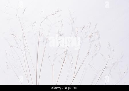 Elegant fracile dry fluffy grass straw on white wood board, top view,  pattern. Stock Photo