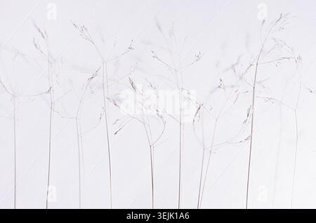 Simple autumn background - panicles of dry fluffy beige grass on white wooden board, top view. Stock Photo