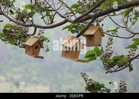 Multiple Small Wooden Birdhouses Hanging on the Branches of a Tree in Spring Stock Photo