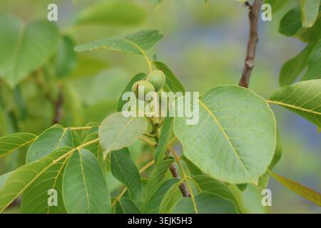 Unripe Green Walnuts Growing on the Branches of a Walnut Tree with Lush Foliage Stock Photo