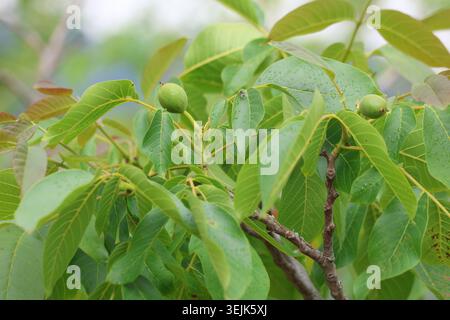 Unripe Green Walnuts Growing on the Branches of a Walnut Tree with Lush Foliage Stock Photo