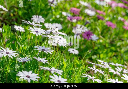 A beautiful field of white African daisies with dark purple centers blooming in a lush green garden under bright sunlight Stock Photo