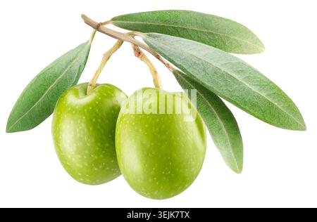 Green olives on olive tree branch with leaves isolated on white background. Clipping path. Stock Photo