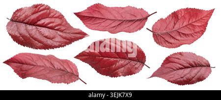 Collection of red and purple plum (cherry-plum) leaves isolated on a white background. Clipping path. Stock Photo