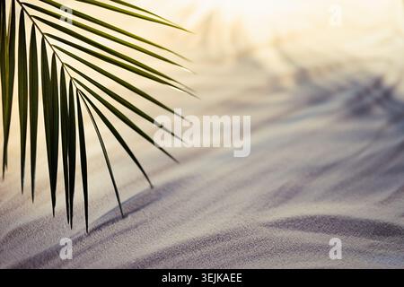 Golden sunset on ocean tropical beach with white sand and  palm leaf in sunlight with dark blue shadows. Summer paradise on coas Stock Photo