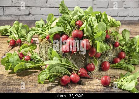 Fresh radishes on a wooden stump with brick wall in the background Stock Photo