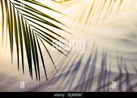 Sunset on tropical beach with white wavy sand, green palm leaves in bright golden sunlight with deep shadows. Summer sea vacatio Stock Photo