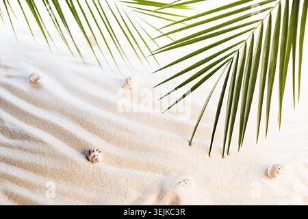 White wavy sand, seashells and green palm leaves in sunlight with shadow as background. Summer vacation on tropical beach. Stock Photo