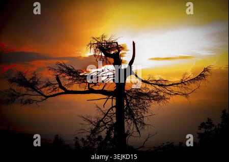 Silhouette of a dead, weathered pine tree with branches against an atmospheric, orange-red sky Stock Photo