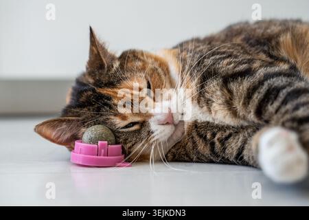 Calico cat relaxing on floor with catnip ball, peacefully resting head on aromatic herbal toy. Stock Photo