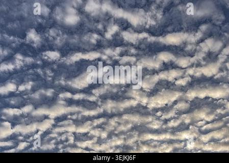 Underview of Altocumulus or Sheep Clouds Expanding in the Evening or Morning Sky with Incoming Sunlight Stock Photo