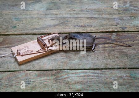 Mouse, house mouse (Mus musculus) in trap, dead, caught, mousetrap, attic, Berlin, Germany Stock Photo