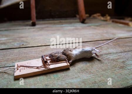 Mouse, house mouse (Mus musculus) in trap, dead, caught, mousetrap, attic, Berlin, Germany Stock Photo
