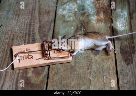 Mouse, house mouse (Mus musculus) in trap, dead, caught, mousetrap, attic, Berlin, Germany Stock Photo
