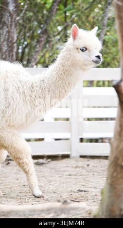 Fluffy alpacas in the farm Stock Photo