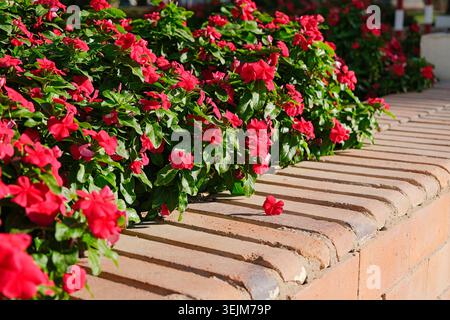Red Catharanthus flowers in brick flowerbed Stock Photo