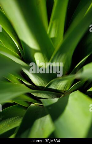 Close-up of Vibrant Green Yucca Plant Rosette with Geometric Leaf Patterns Stock Photo