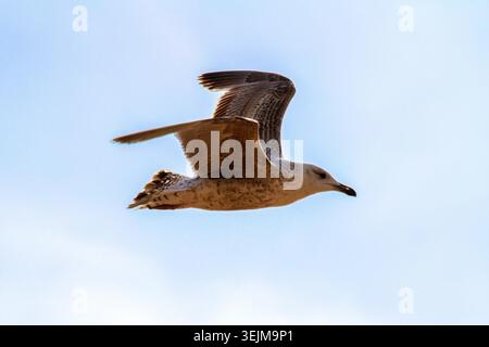An immature large gull soaring in mid-flight against a clear blue sky showing the distinctive brown mottled plumage as a juvenile seabird, Ainsdale,UK Stock Photo