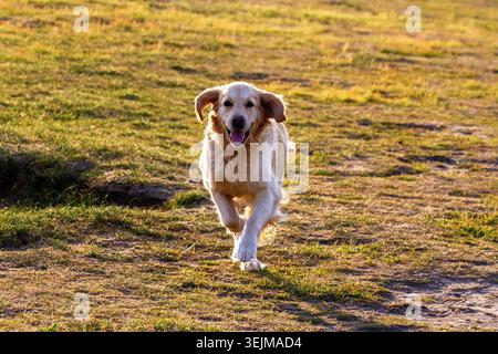 A golden retriever dog running forward across an open grassy field during golden hour sunset light, with its ears flopping in motion, Formby, UK. Stock Photo