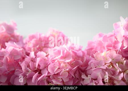 Festive frame with pink hydrangea. Flower composition with copy space on grey. Stock Photo