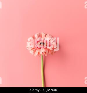 Single gerbera daisy flower on a pink background Stock Photo
