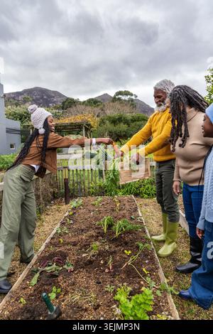 African American family harvesting in backyard raised bed, teen handing carrot to senior with crate. Garden, outdoor, gather, mu Stock Photo