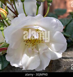 A detailed macro shot reveals the delicate white petals and bright yellow stamens of a fully opened wild rose flower, with green buds visible in the b Stock Photo