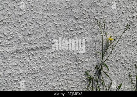 Small wild plant with a delicate yellow flower and buds growing against a white textured stucco wall in bright sunlight. Stock Photo