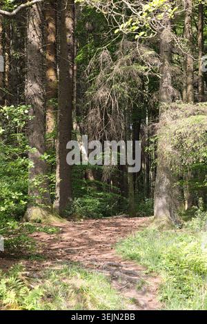 A scenic woodland pathway covered with tree roots and fallen pine cones leading into a dense, shady pine forest near Entwistle Reservoir, Lancs, UK. Stock Photo