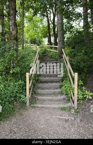 Rustic wooden and gravel steps with a protective handrail leading up a hillside hiking trail through a lush green pine forest at Entwistle Reservoir. Stock Photo