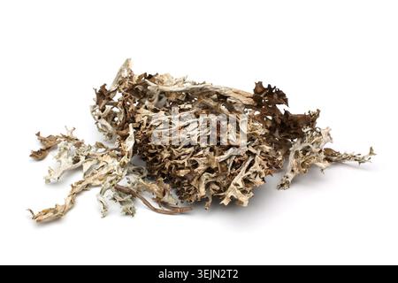 Iceland moss (Cetraria islandica) Stock Photo
