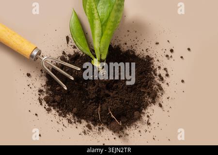 Various gardening Hand tools on beige background. Top view. Stock Photo