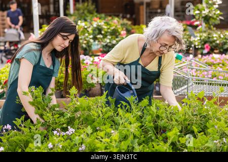 Garden center workers caring for flowering plants Stock Photo