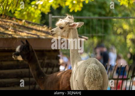 Two alpacas in a zoo enclosure, white alpaca side profile with long neck and shaggy hair in foreground and brown alpaca blurred behind, sunny leafy ou Stock Photo