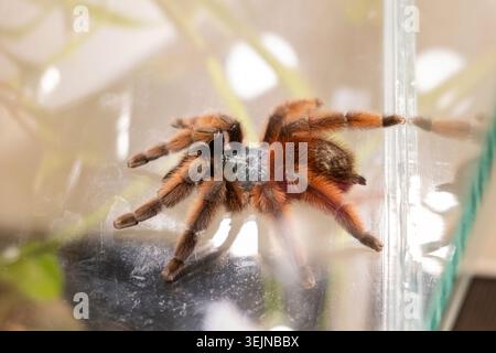Orange hairy tarantula walking on glass inside a terrarium, close-up side view of exotic pet spider with reflection, fuzzy legs and selective focus in Stock Photo