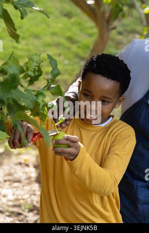 African American parent guiding boy child harvesting green pear with red pruning shears in backyard. Orchard, fruit, garden, out Stock Photo