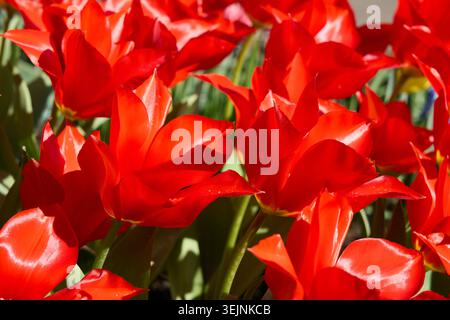 Vibrant Red Tulip Flowers Bed in Bright Spring Sunlight Garden Scene. Stock Photo