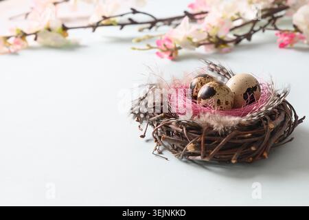 Quail easter eggs in nest and spring blomming flowers on blue. Stock Photo