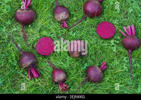 Fresh beetroots and mangold leaves laied on green grass. Vegetables background. Top view. Concept. Stock Photo