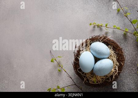 Easter blue eggs in nest and spring birch twigs on gray background. Stock Photo
