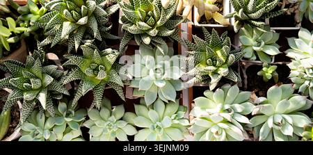Many beautiful Succulent plants top view Stock Photo