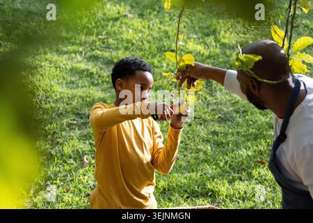 African American dad and child picking lemon with shears in garden wearing apron, mustard shirt. Backyard, lawn, harvest, pruning, citrus, basket, par Stock Photo