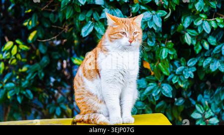 A beautiful cat with a background of green leaves. Stock Photo