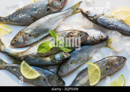 Black sea fresh bluefish on white. Fish pattern with space for text. View from above. Stock Photo